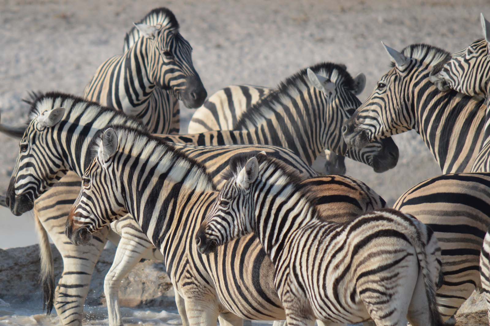 Zebras im Etosha Nationalpark Namibia