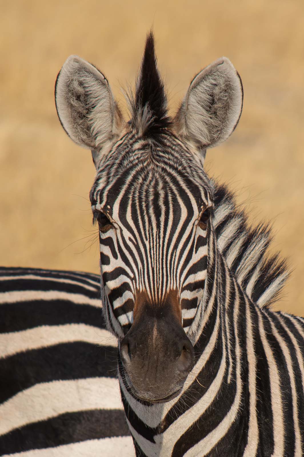 Zebra Kopf im Etosha Nationalpark Namibia