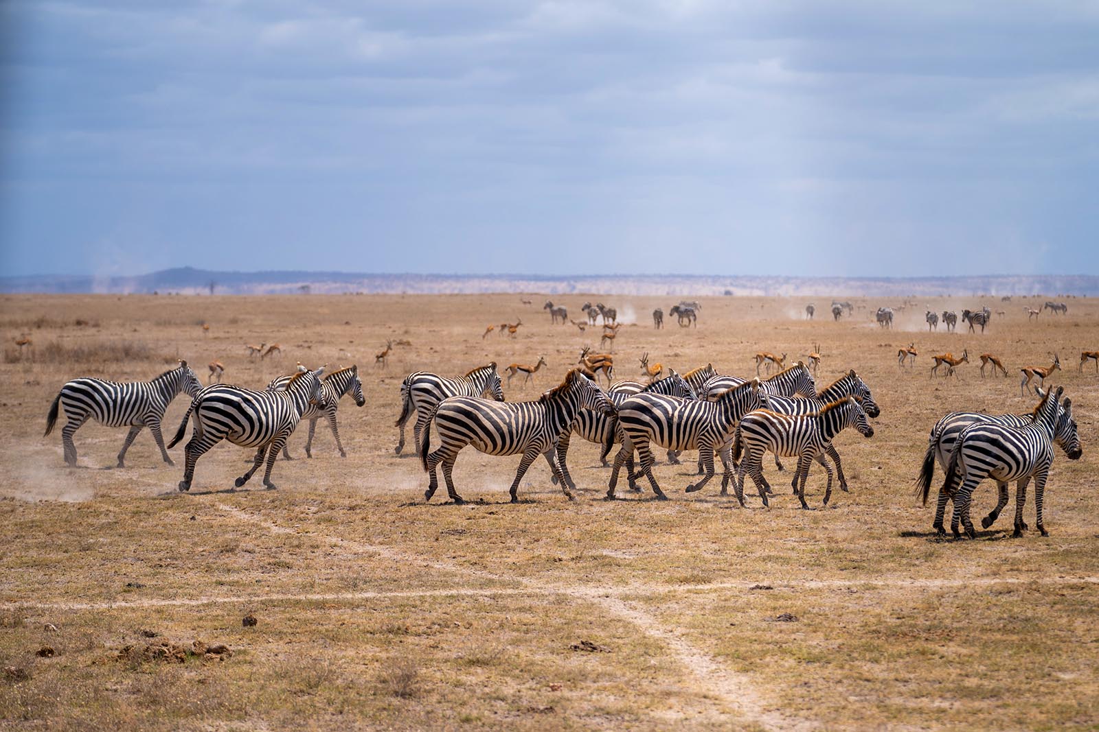 Zebras im Amboseli Nationalpark Kenia