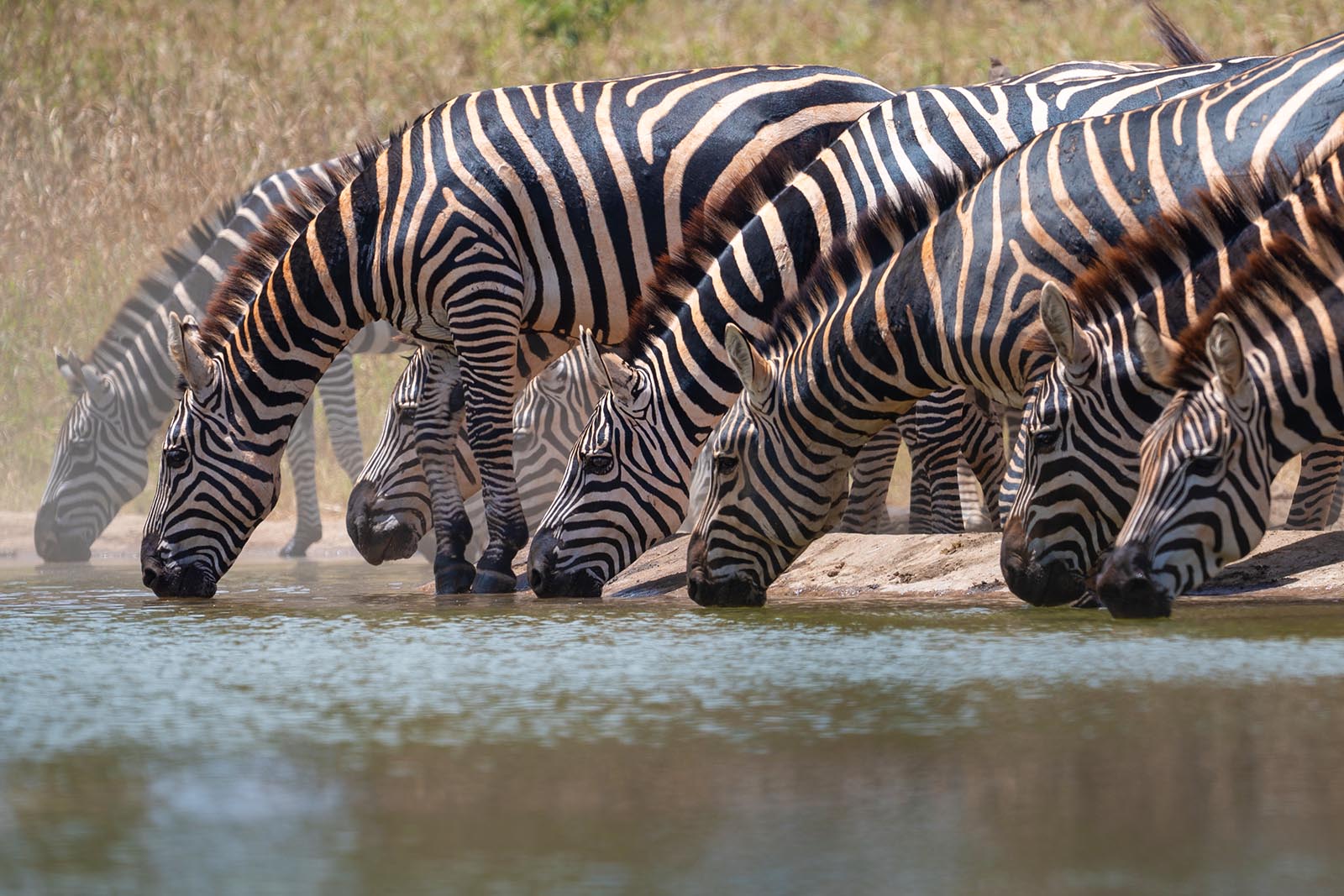 Zebras im Taita Hills Wildlife Sanctuary Kenia