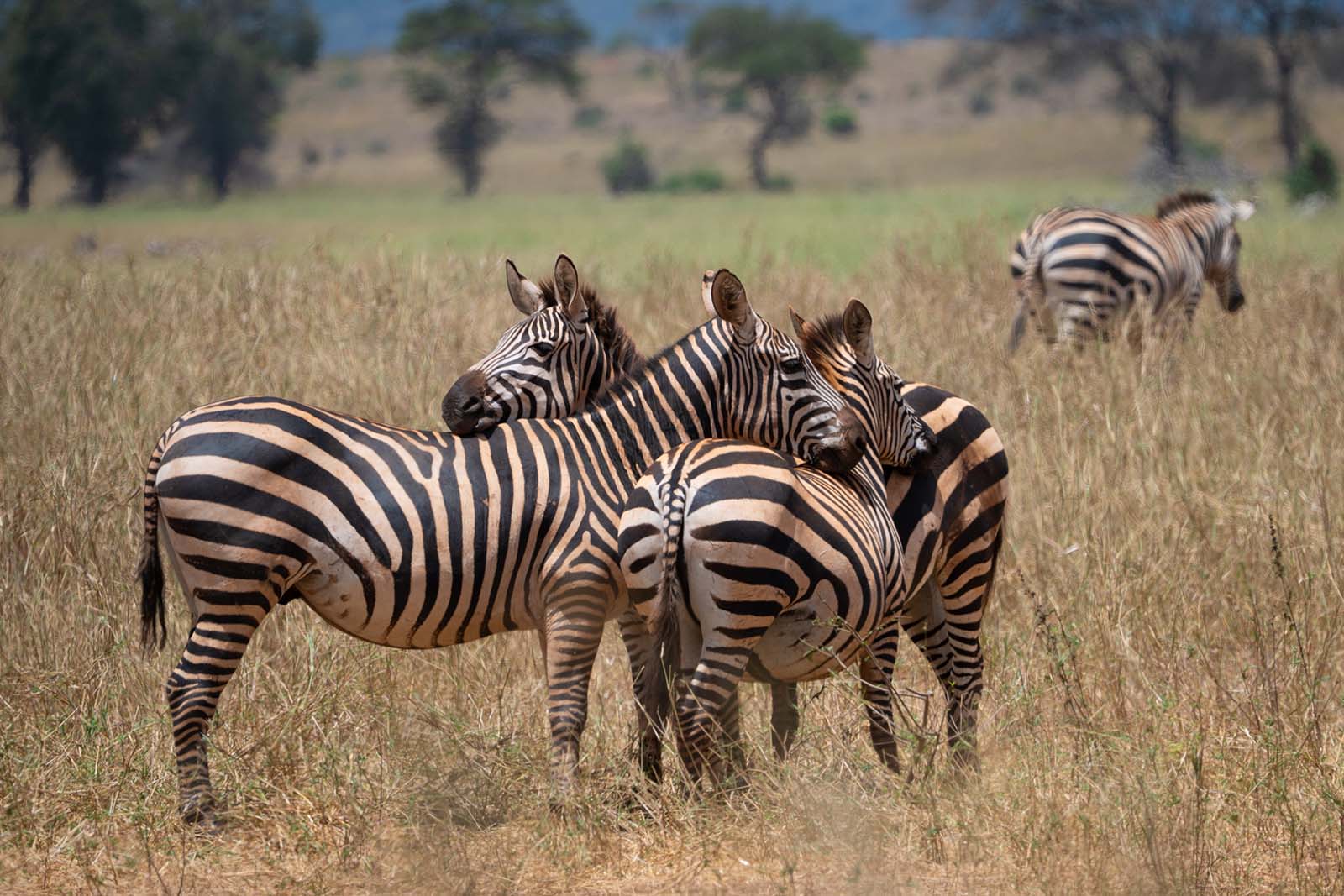Zebras im Amboseli Nationalpark Kenia